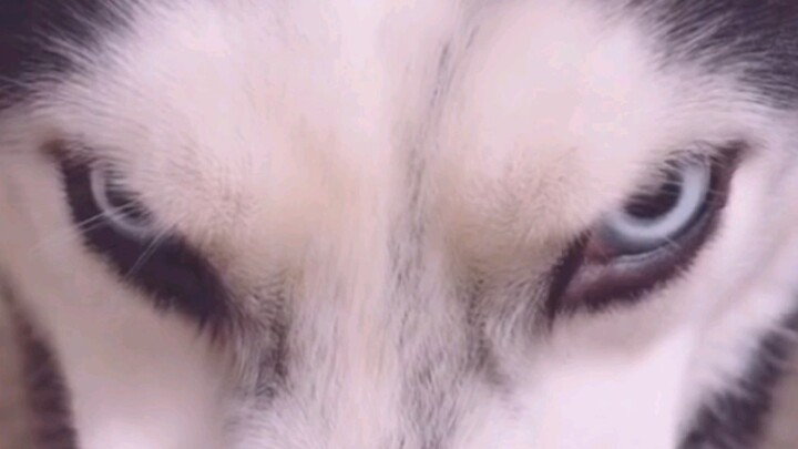 Yang ingin memelihara, semuanya diambil saja