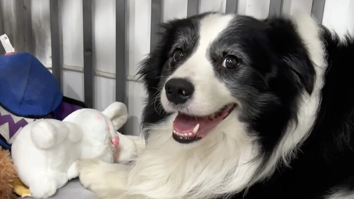 Mengapa Border Collie begitu marah?