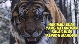 Kisah Harimau Buas Raja Hutan Yang Melakukan Balas Budi Kepada Manusia | Alur Cerita Film