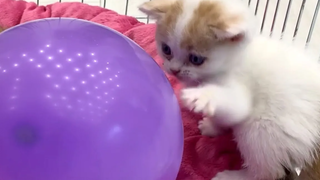 ลูกแมวบุญธรรมเห็นลูกโป่งครั้งแรก