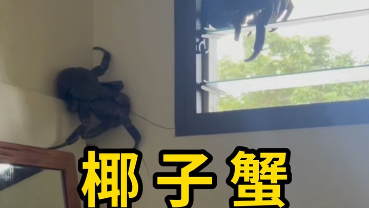 The coconut crab, a type of hermit crab, is excellent at climbing trees!