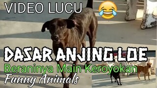 DASAR Anjing Loe Beraninya Keroyokan || video lucu - funny Animals - blands hidayat