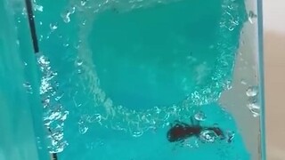 实验小哥给蚂蚁涂上一种信息素，让它以为自己死了