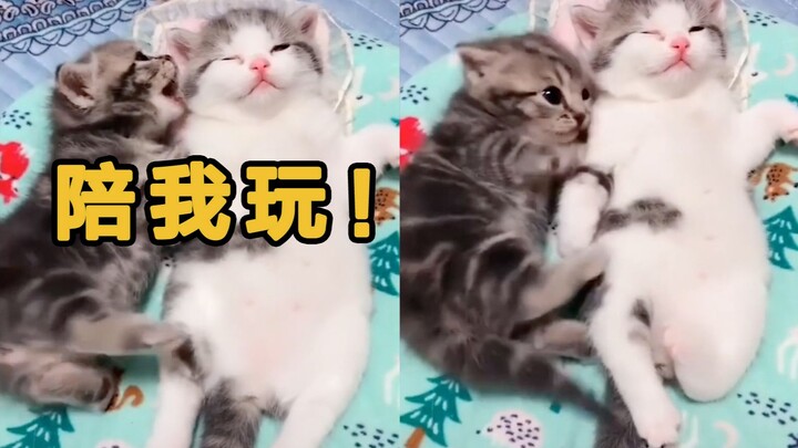 The little kitten frantically kicks its legs, trying to get your attention—so which one will you cho