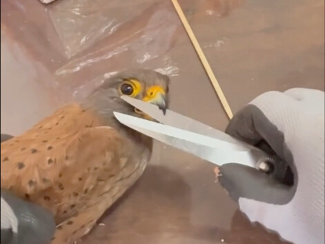A long tick—plucked out to serve as a tasty snack for the red falcon.