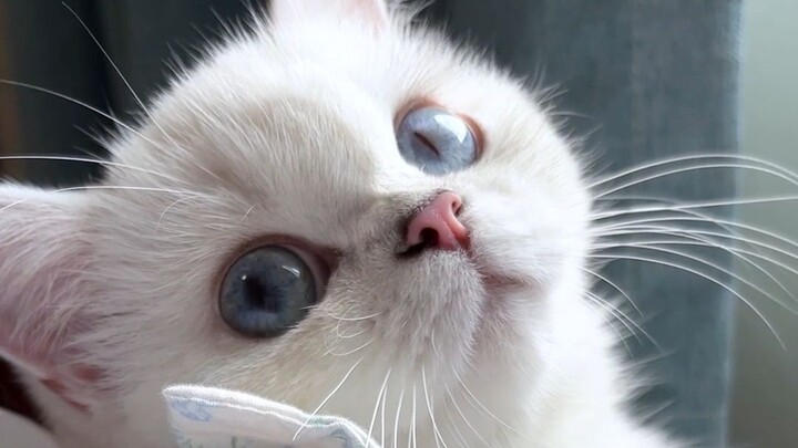 เสียงร้องประหลาด