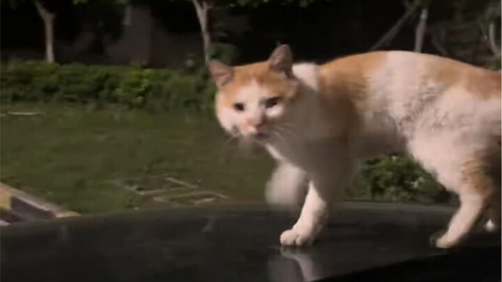 Thì kéo bạn lên xe luôn! Bạn tên gì!