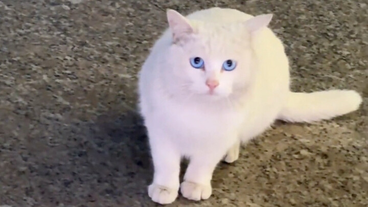 แผงขายน่องไก่เล็กๆ แมวน้อยก็เป็นลูกค้าประจำแล้ว