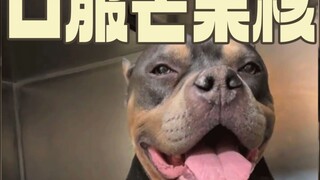 Bully dog? I think you should change your name to Hungry Bully.