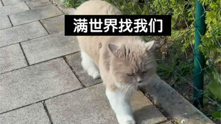 I looked at the GPS and realized how much my cat loves me. He thought he had lost us and searched th