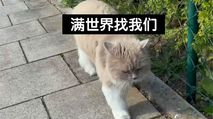 看了GPS才知道我的猫有多爱我，以为弄丢了我们，翻遍了全村找我们