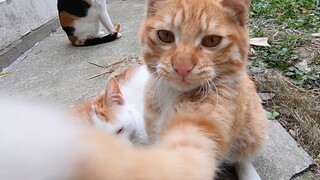 Could You Save These Stray Cats