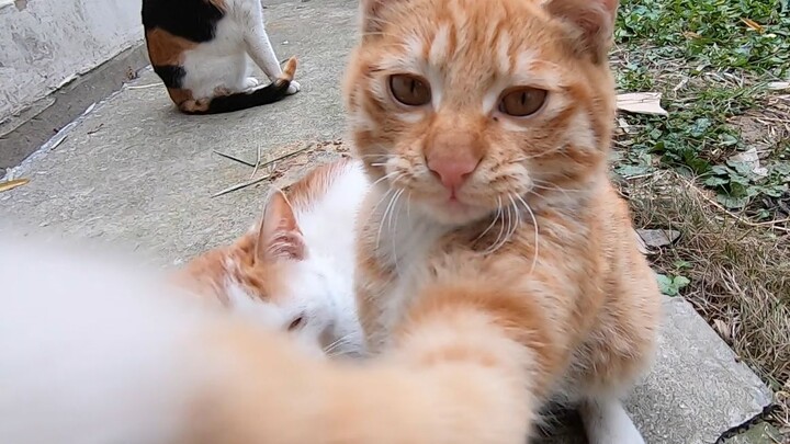 Could You Save These Stray Cats