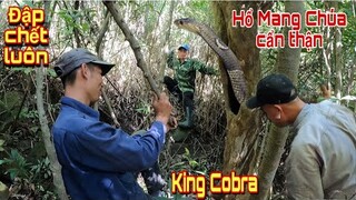 Anh Thợ Rừng Liều Mạng Đại Chiến Rắn Hổ Mang Chúa Trong Gốc Cây | Trần Thạch Vlogs