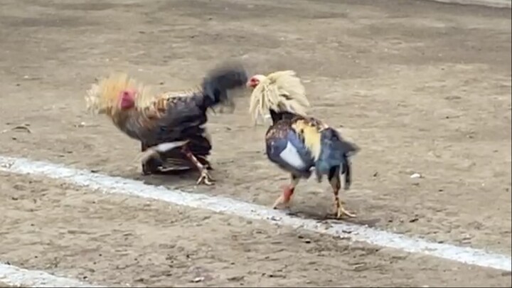 TALISAY VS RED BULIK, LUCENA VS MAUBAN 155K PARADA #SABONG LCA 2HITS ULUTAN