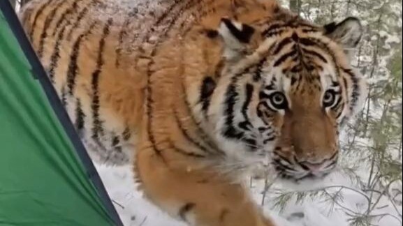 เจอสิ่งนี้ในป่าอันตรายไหม?