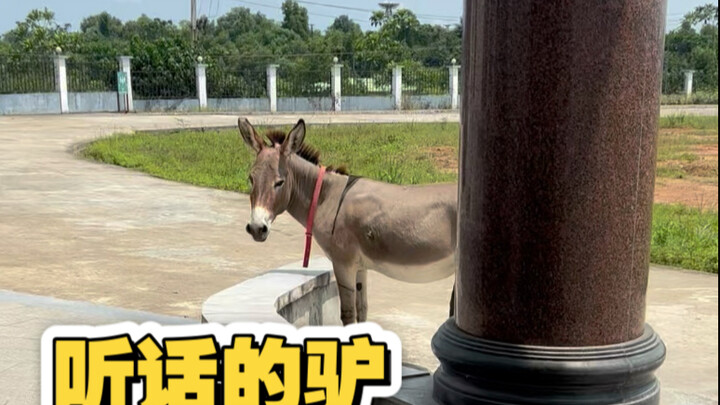 Little Donkey, you need to cooperate with me and shoot some videos that can pass the review!