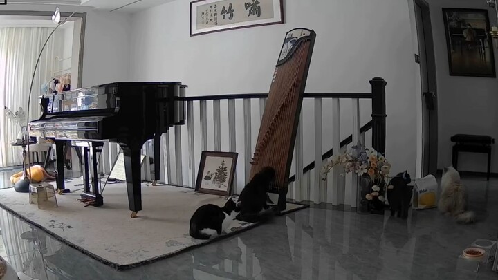 Haki Mi bermain guzheng dengan tempo lambat, lagu "Gunung Tinggi Air Mengalir" bertemu dengan suara 