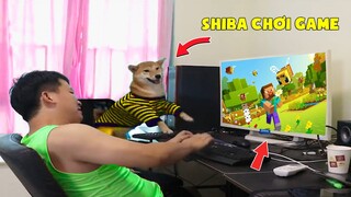 Thú Cưng Vlog | Chó Shiba Ngầu Nhất Thế Giới #13 | Chó thông minh vui nhộn | Smart dog funny pets