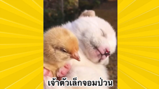 สัตว์เลี้ยงเพื่อนขนปุย : เจ้าตัวเล็กจอมป่วน