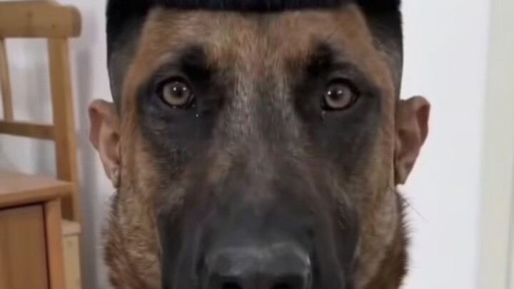 Dog: I hate apologies after the fact the most.