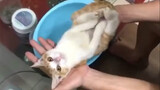 พ่อของชาวเน็ตใช้แมวเป็นอุปกรณ์ประกอบฉากเพื่อสอนวิธีอาบน้ำทารกแรกเกิด