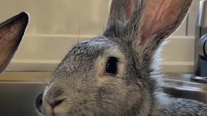 น้องกระต่ายน่ารักขนาดนี้ คุณจะไปกินน้องได้ยังไงล่ะ!