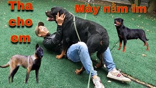 Huấn Luyện Chó Nghiệp Vụ | Săn Bắt Ẩm Thực Vùng Cao