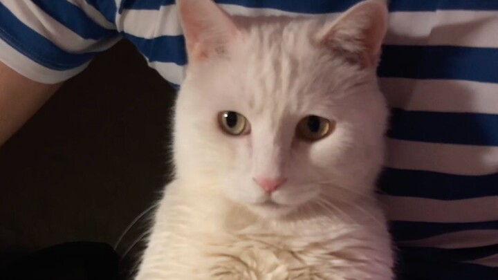 Papi Jiang's Big and Little Mi: Big Mi and Uncle Hu's cozy time together gets completely ruined by A