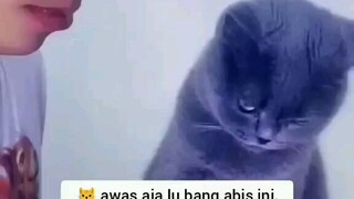 bahanya nya jika ada kucing di dekat kita