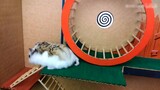 Melarikan diri dari Labirin Rintangan Zombie! Hamster Kecil Petualangan Besar! Sangat pintar!