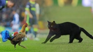 Football Animals😄