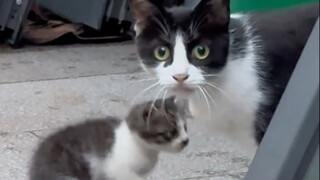 Induk kucing berdiri di sana, dan dia tahu betapa kuatnya dia.