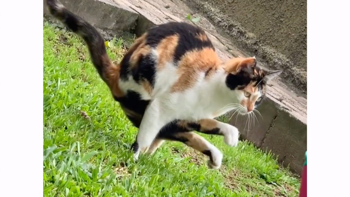 Acrobatic Cat's Amazing Skills