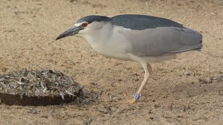 [Animasi Meme Burung/Burung Bangau] meme siput