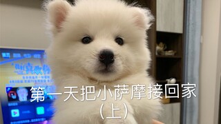 Pada hari pertama, saya membawa pulang adik Samoyed saya.