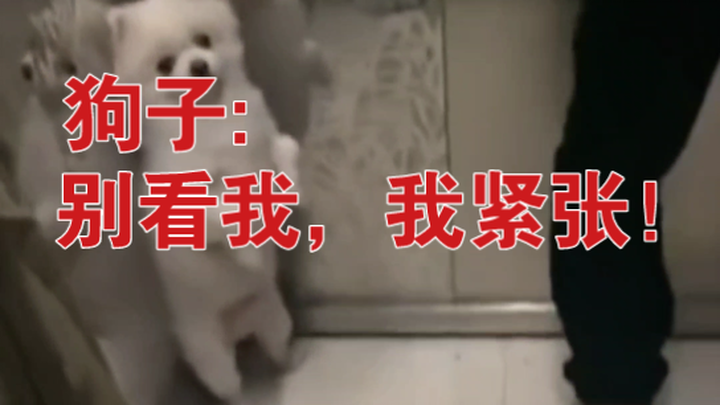 [Quan sát ngớ ngẩn] 07 Đừng cố thương hại một con chó!