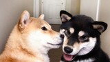 Two Shiba inu see each other again after 15 days