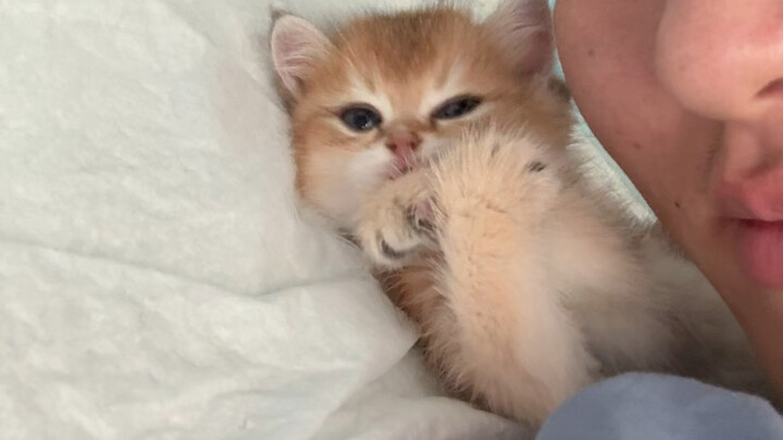 Mèo con thống trị loài người