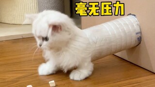 小猫咪真的是液体做的吗？