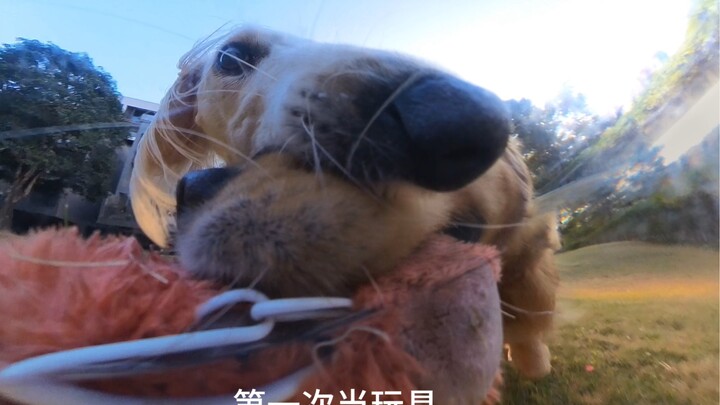 หมาโกลเด้น: ไม่กินก็อย่าตักให้