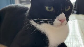 When I deliberately imitated the way a cow cat speaks