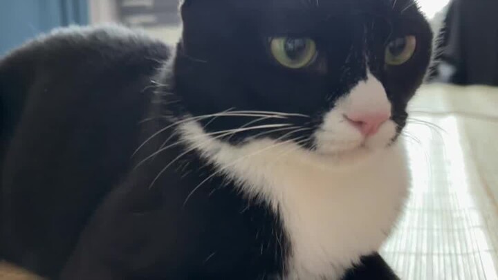 当我故意学奶牛猫说话
