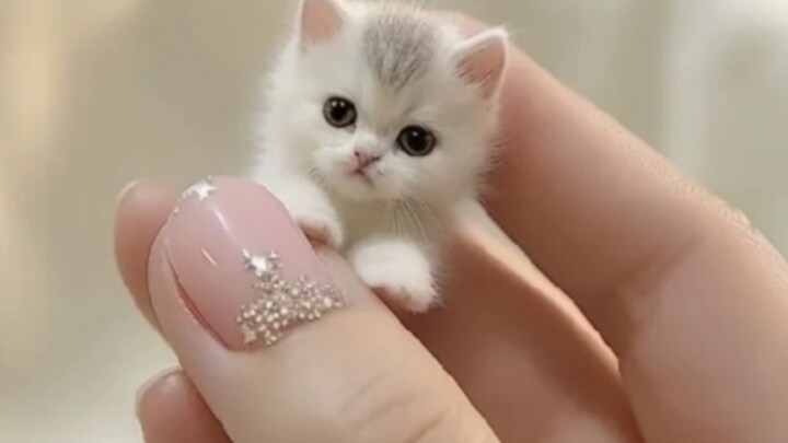 Will the whole world fall for the utterly adorable, super-cute, and irresistibly charming little cat