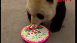 [Hewan]Pesta ulang tahun Panda Gao Gao dengan tebu dan kue
