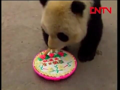 [Animals]Panda Gao Gao's birthday party with sugarcane and a cake