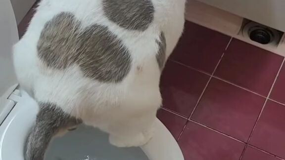 cat skibidi