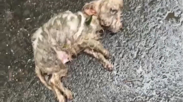 หมาๆ แม่มาแล้ว! มาถึงก่อน บลีช เทพมรณะ ซะอีก!