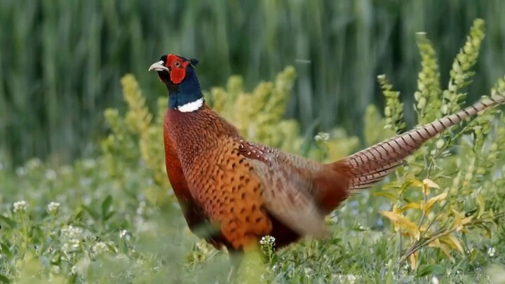 Help! The birds are so funny!!!