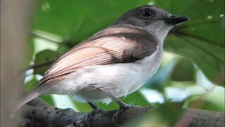 Wild MANGROVE WHISTLER, Singapore